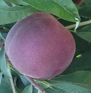 Персик Екстрим 314 (Extreme 314) [1-річний з відкритим коренем]