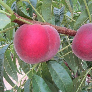 peach_Extreme_314_02