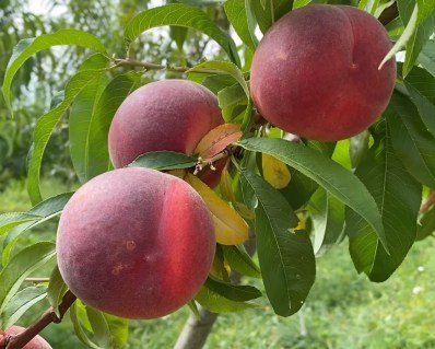 Персик Тендресс (Тendresse) [1-річний з відкритим коренем]