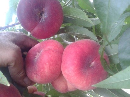 Персик Уфо 3 (UFO 3) [1-річний з відкритим коренем]