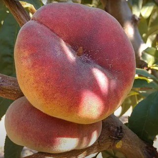 Персик інжирний Плане Топ (Plane Top) [1-річний з відкритим коренем]