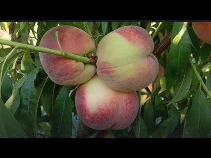 Персик Пойсдорфер (Poysdorfer Weinbergpfirsich) [1-річний з відкритим коренем]