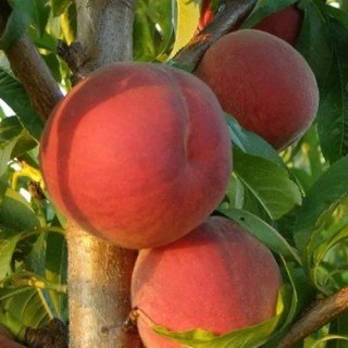 Персик Теміра (Temira) [1-річний з відкритим коренем]
