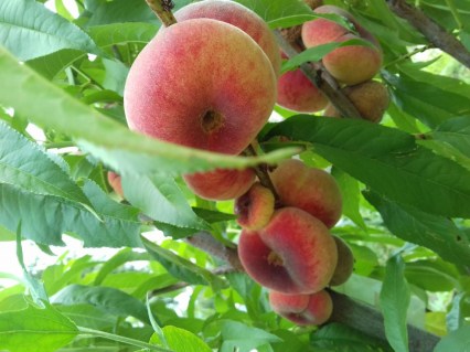 Персик інжирний УФО-4 (UFO-4) [1-річний з відкритим коренем]