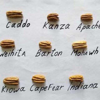 pekan-kanza-5344719789668557