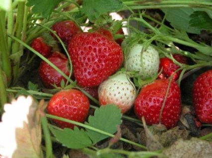  Полуниця Пенсіонер Челсі