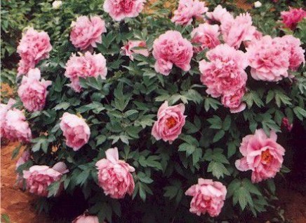 peonia-suffruticosa-rou-fu-rong_02