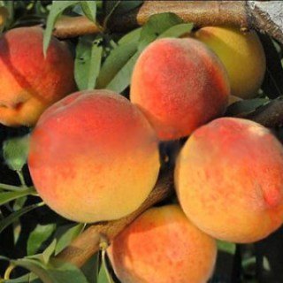 Персик сорт Пам'яті Родионова [2-річний з відкритим коренем]