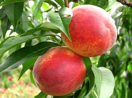 Персик Колінз (Collins) [1-річний з відкритим коренем]