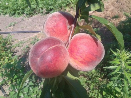 persik-erli-krest-early-srest-
