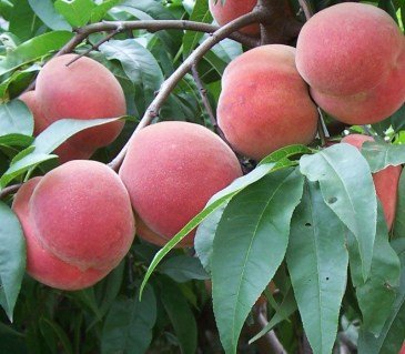 Персик Ерлі Роял Ві [1-річний з відкритим коренем]