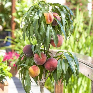 Персик колоновидний Штайнберг [1-річний з відкритим коренем]