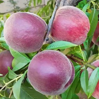 Персик Роял Маджестік (Royal Majestic) [1-річний з відкритим коренем]