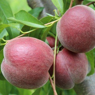 Персик Світ Дрім (Sweet Dream) [1-річний з відкритим коренем]