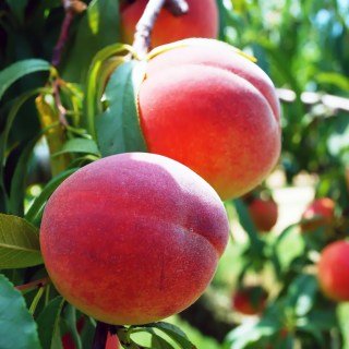 Персик Вашингтон (Washington) [1-річний з відкритим коренем]