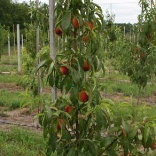 persik-zolotyi-triumf-1