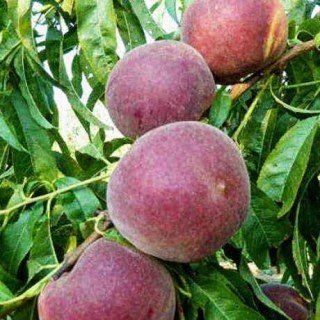 Персик Блек Бой (Black Boy) [1-річний з відкритим коренем]