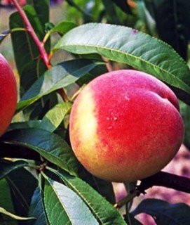 Персик Марія [2-річний з відкритим коренем]