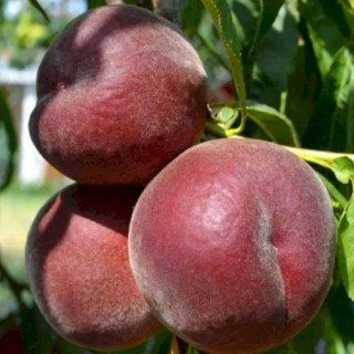 persik_royal_sammer-01