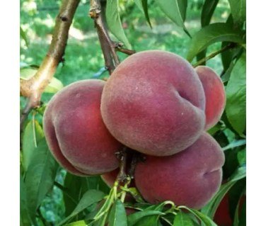 Персик Роял Саммер (Royal Summer) [1-річний з відкритим коренем]