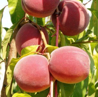 persik_sveet_lady_03