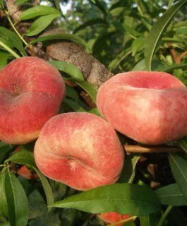 Персик інжирний Світ Рінг (Sweet Ring) [1-річний з відкритим коренем]