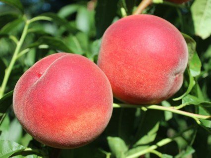 Персик Фіделія (Fidelia) [1-річний з відкритим коренем]