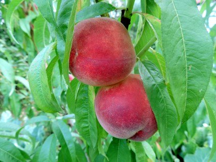 Персик Фіделія (Fidelia) 