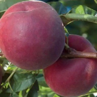 Персик Роял Прайд (Royal Pride) [1-річний з відкритим коренем]