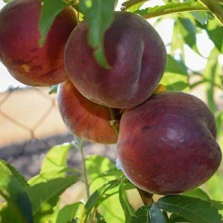 Персик Шугар Тайм (Sugar Time) [1-річний з відкритим коренем]