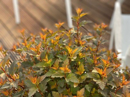 Пухиропліднк Світ Черрі Ті (Physocarpus Magical Swet Cherry Tea)