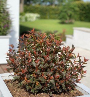 phy-sweet-cherry-tea-03