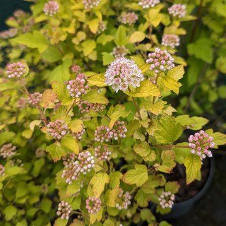 Пухироплідник Магічний Малиновий Лимонад (Magical Raspeery Lemonade)