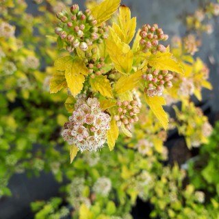 physocarpus-opulifolius-raspberry-lemonade-03