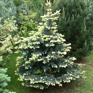 Ялина колюча Білобок (Bialobok)