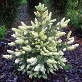 picea-pungens-bialobok2