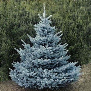 Ялина блакитна Блю Даймонд (Picea Blue Diamond) 
