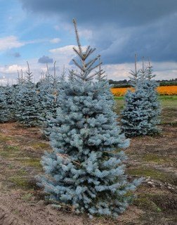 picea-pungens-blue-diamond-8385-2309291245
