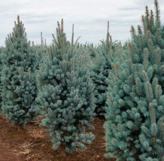 Ялина колюча Іселі Фастігіата (picea pungens iseli fastigiata)