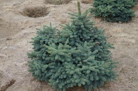 picea_pungens_waldbrunn_s5wg6n