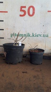 Підрізка 2,3,4 річних гортензій, які ми надсилаємо навесні та восени