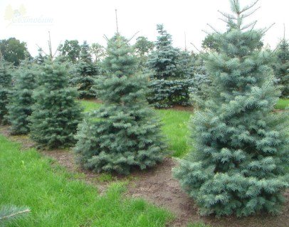 Ялиця Одноколірна (Abies Concolor)