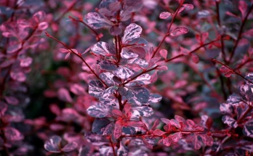 Барбарис Пінк Куін (Pink Queen)