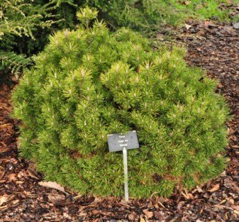 pinus_mugo_winzig_c1_5