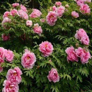 pion-drevovidnyi-pink-water-lily-rou-fu-rong-photo-6221