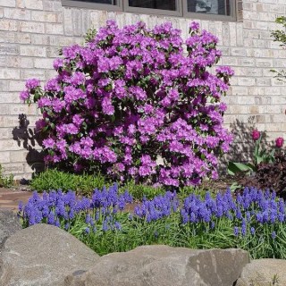 Рододендрон каролінський П.Дж.М. Еліт (P.J.M. Elite)