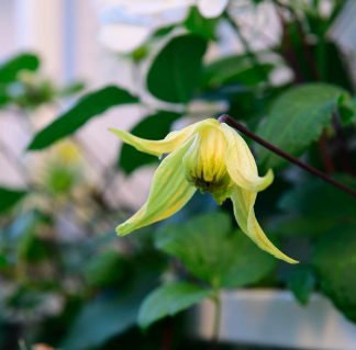 plant_17089_user_1627_20180717073202