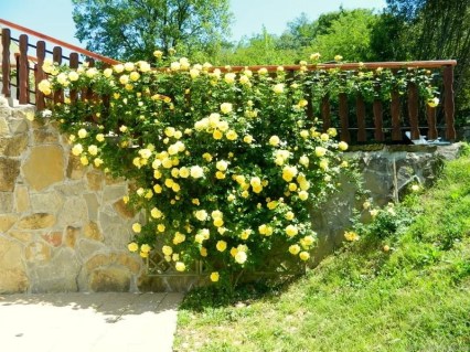 Троянда плетиста Казино (Casino)