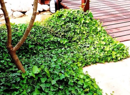 Плющ садовий звичайний Торндейл (Hedera Helix Thorndale)