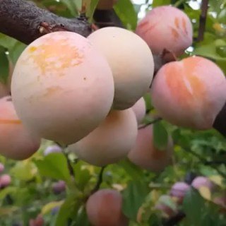 Слива диплоїдна Байрон Голд [2-річна з відкритим коренем]